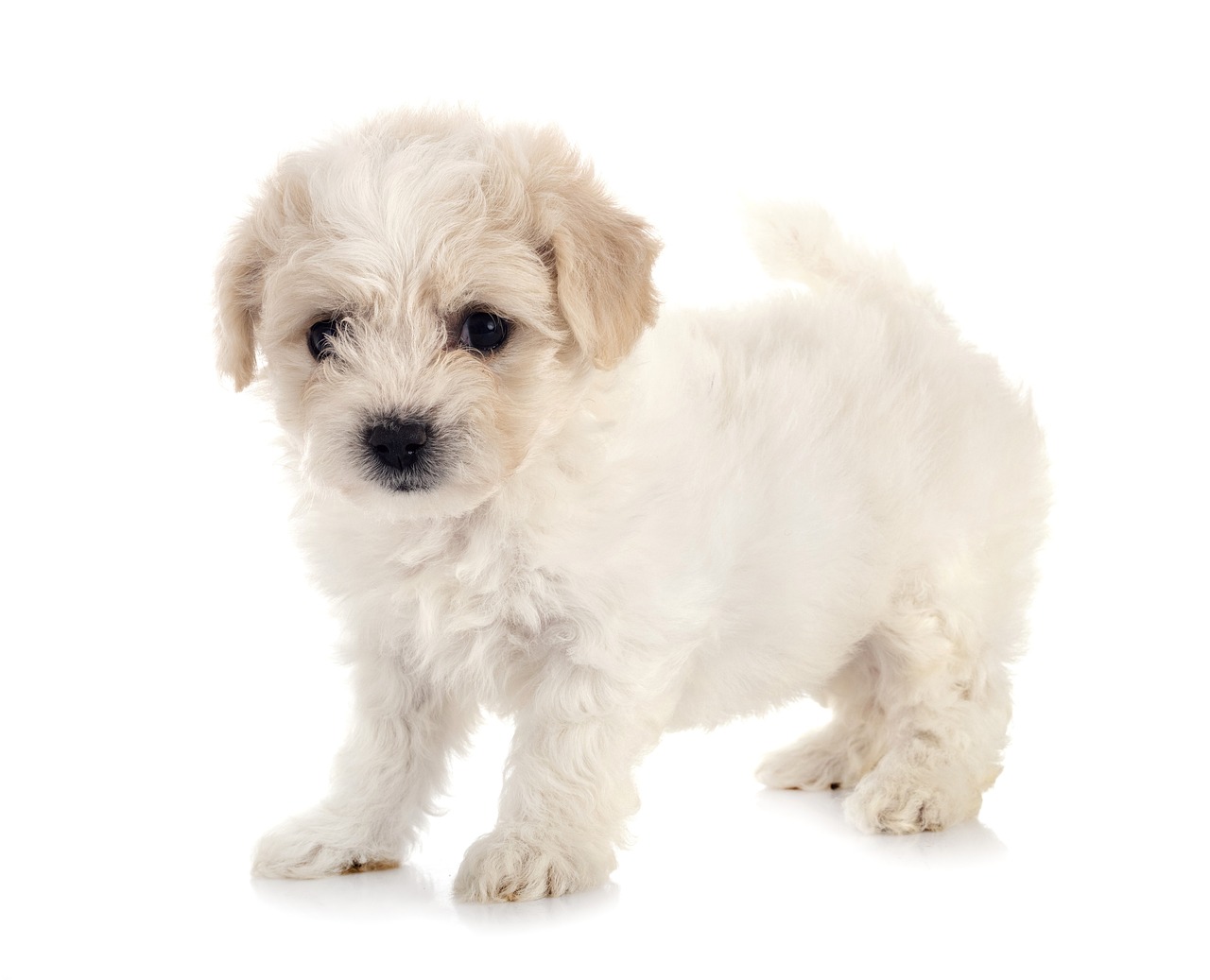 Maltese Puppies NSW