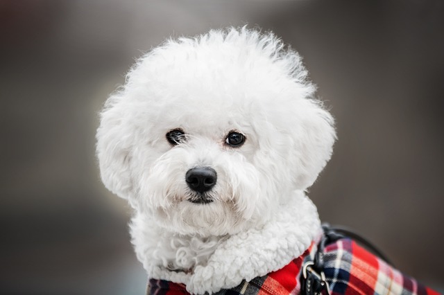 Maltese Puppies Queensland