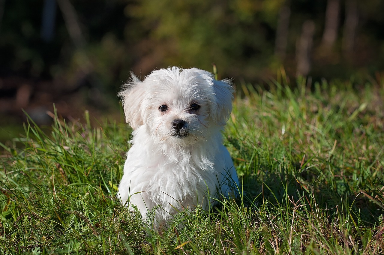 Maltese Puppies South Australia