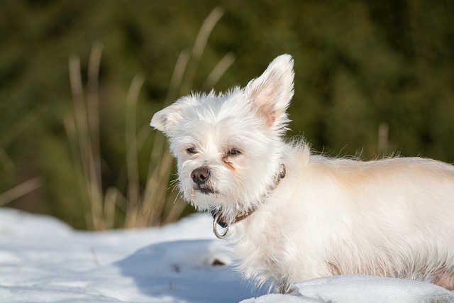 Maltese Puppies Sunshine Coast