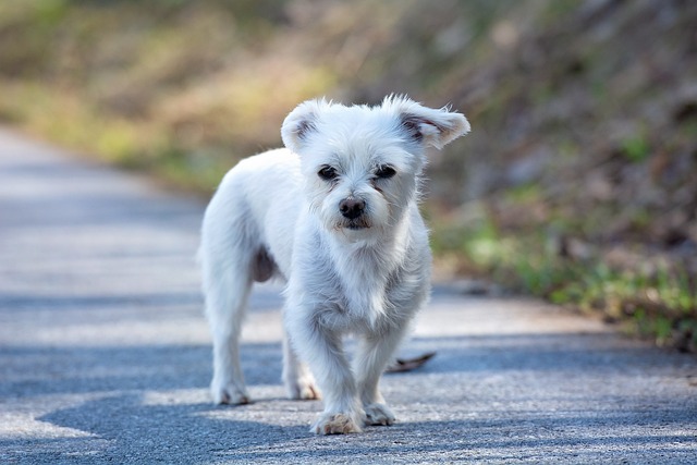 Maltese Puppies Sydney