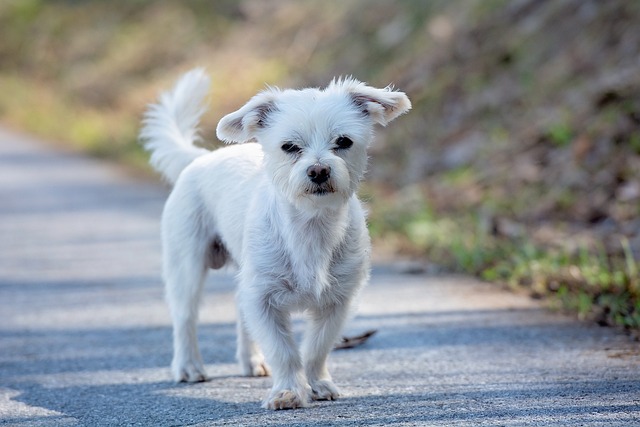 Maltese Puppies Western Australia