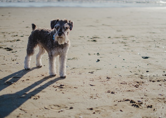 Miniature Schnauzer Puppies Brisbane