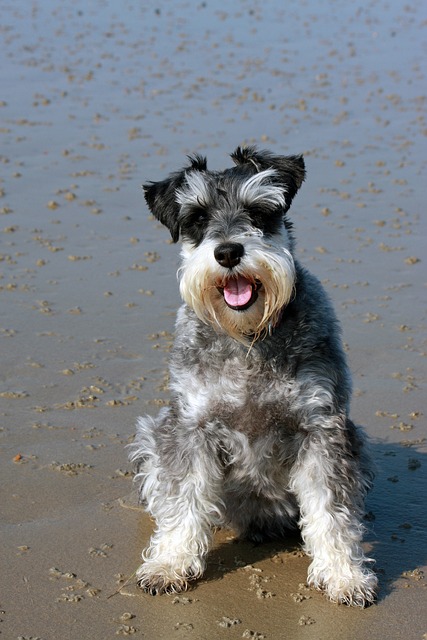 Miniature Schnauzer Puppies Melbourne