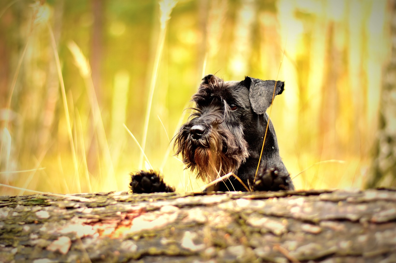 Miniature Schnauzer Puppies NSW