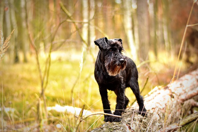 Miniature Schnauzer Puppies Queensland