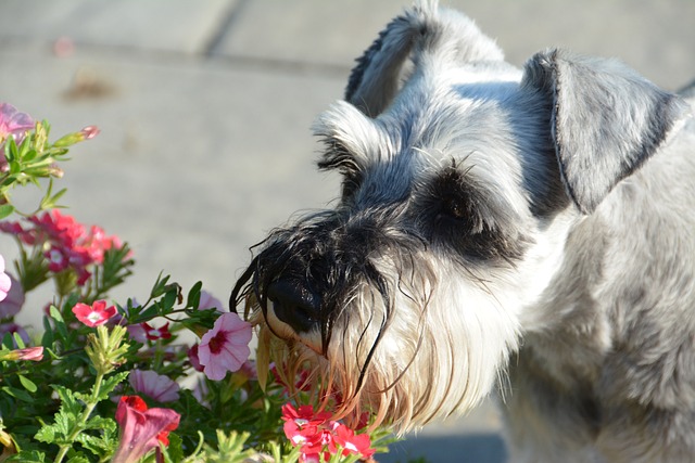 Miniature Schnauzer Puppies South Australia