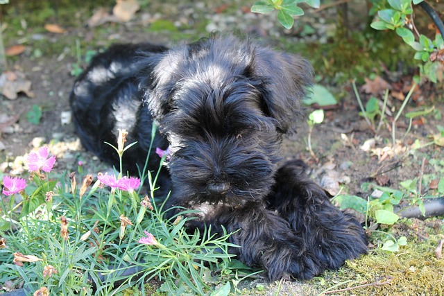 Miniature Schnauzer Puppies Sunshine Coast