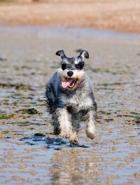 Miniature Schnauzer Puppies Sydney