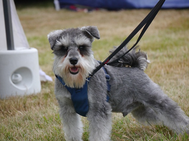 Miniature Schnauzer Puppies Victoria