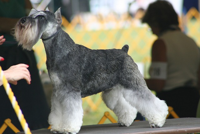 Miniature Schnauzer Puppies Western Australia