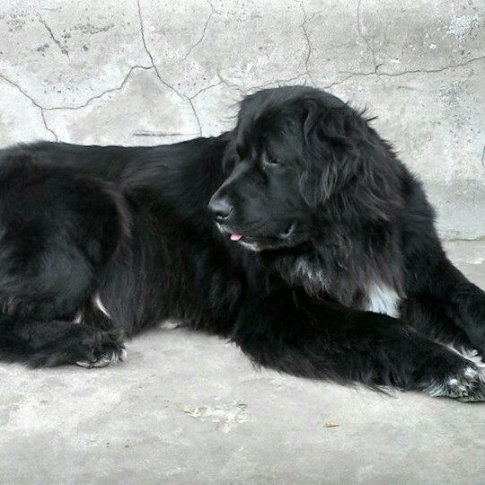 Newfoundland Puppies Brisbane