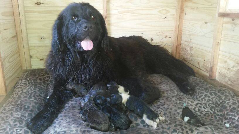 Newfoundland Puppies Melbourne