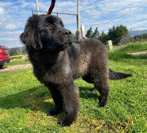 Newfoundland Puppies NSW