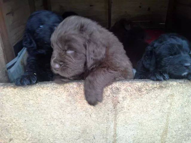 Newfoundland Puppies Queensland