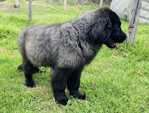 Newfoundland Puppies South Australia