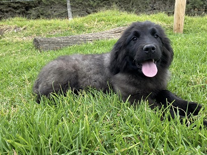 Newfoundland Puppies Sunshine Coast