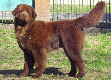 Newfoundland Puppies Sydney