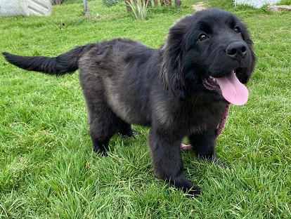 Newfoundland Puppies Victoria