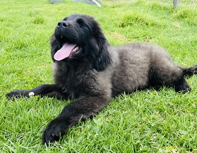 Newfoundland Puppies Western Australia