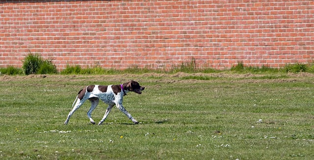 Pointer Puppies Brisbane