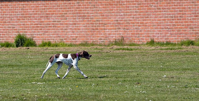 Pointer Puppies Brisbane