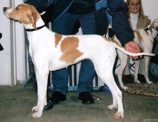 Pointer Puppies Canberra