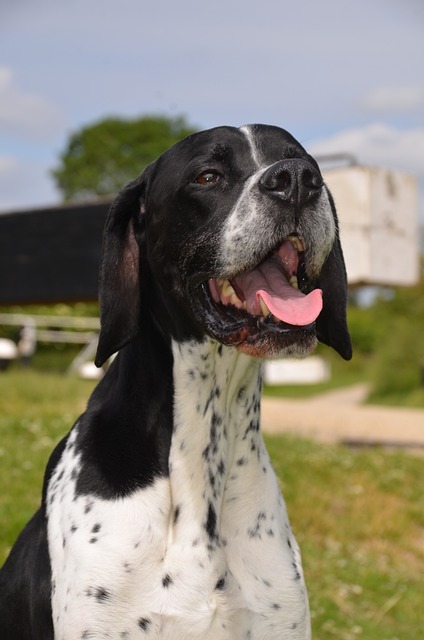 Pointer Puppies NSW