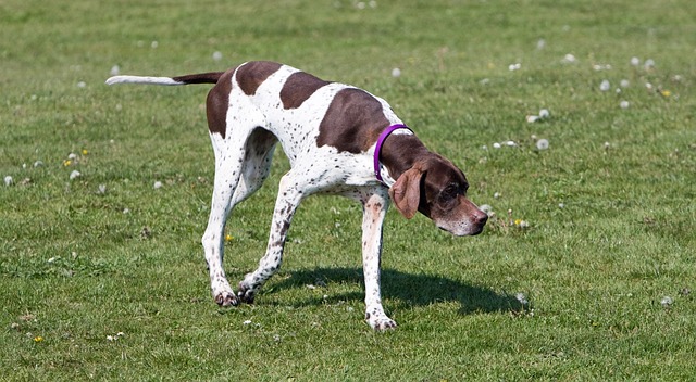 Pointer Puppies Queensland