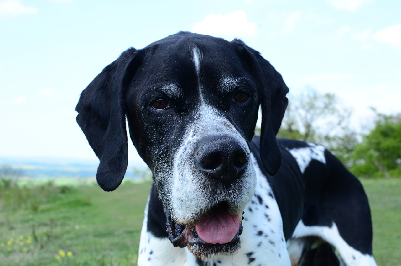 Pointer Puppies Sunshine Coast