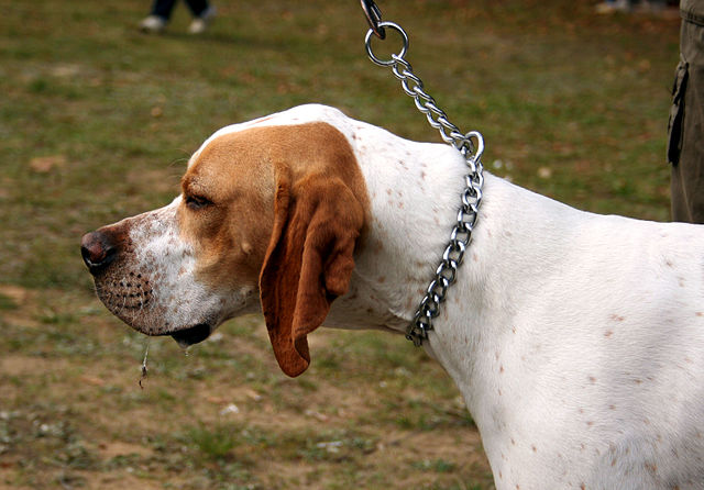 Pointer Puppies Sydney