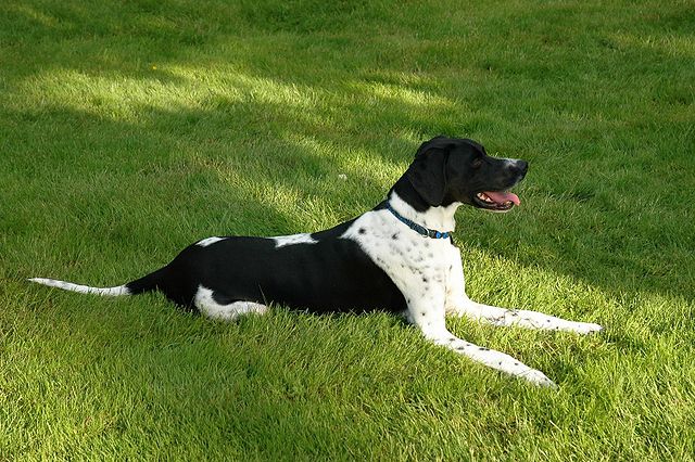 Pointer Puppies Tasmania