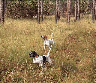 Pointer Puppies Western Australia