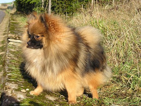 Pomeranian Puppies Brisbane