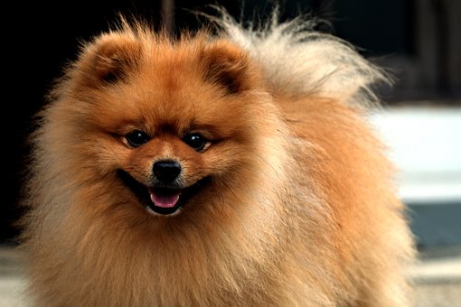 Pomeranian Puppies Melbourne