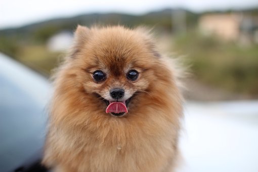 Pomeranian Puppies NSW