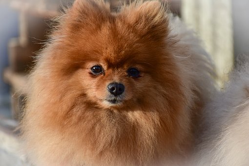 Pomeranian Puppies Queensland