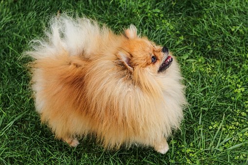 Pomeranian Puppies South Australia