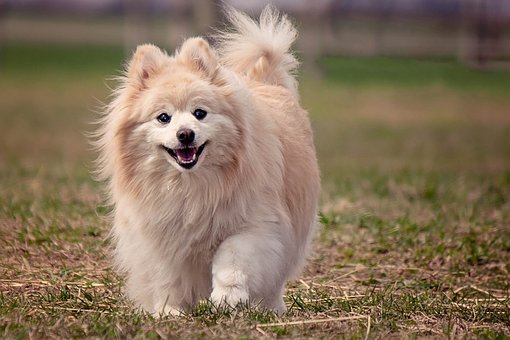 Pomeranian Puppies Sunshine Coast