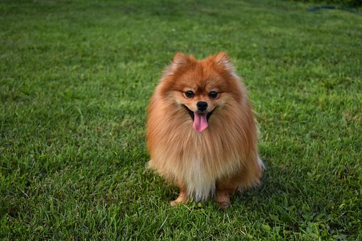 Pomeranian Puppies Sydney