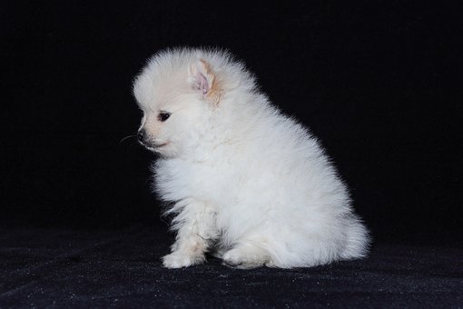 Pomeranian Puppies Western Australia