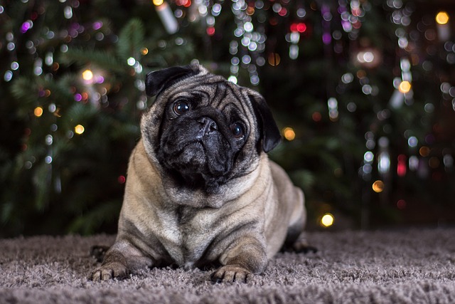 Pug Puppies Canberra