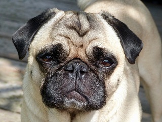 Pug Puppies Melbourne