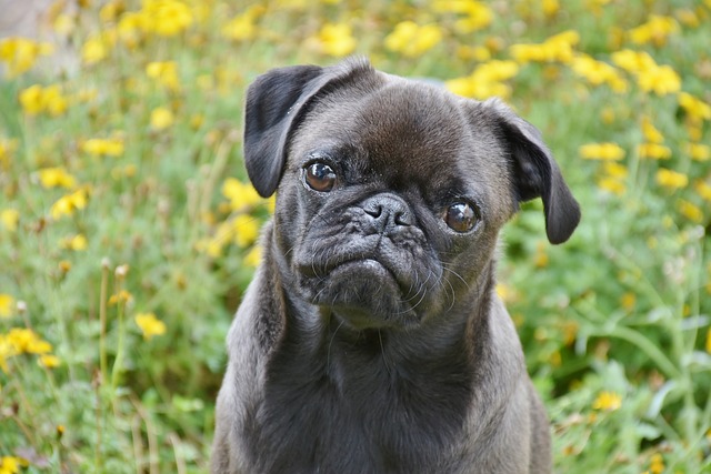 Pug Puppies NSW