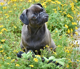 Pug Puppies Queensland