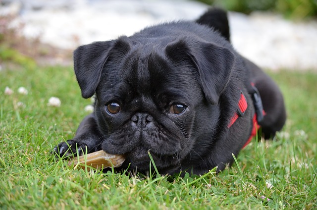 Pug Puppies Sunshine Coast