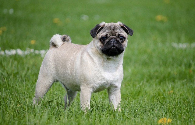 Pug Puppies Sydney