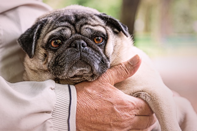 Pug Puppies Tasmania