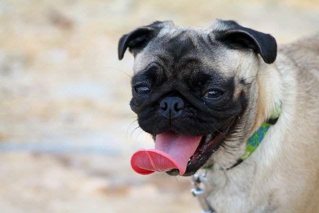 Pug Puppies Victoria