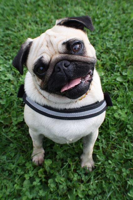 Pug Puppies Western Australia